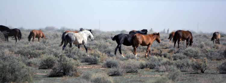 mustangs